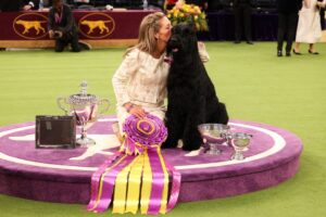 Monty the Giant Schnauzer wins Best in Show at the Westminster Kennel Club Dog Show, while Neal the Bichon Frisé eyes new venture