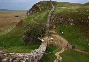 Stump of the Sycamore Gap tree beside Hadrian’s Wall after illegal felling, symbolizing cultural and environmental loss
