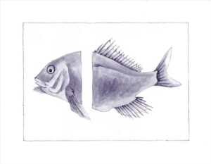 Marianne Hendriks’s "Cut Fish Drawing" showcasing a dissected fish in minimalist Dutch line art style