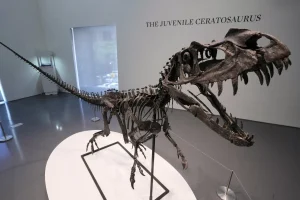 Mounted juvenile Ceratosaurus skeleton from the Late Jurassic, displayed at Sotheby’s New York before the Geek Week auction, July 2025