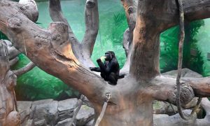 Chimpanzee sitting on a large artificial tree branch, holding fruit, inside the tropical forest habitat at Brookfield Zoo, with lush green jungle mural background