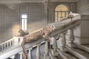 Three leopards rest languidly across a grand, decaying marble staircase inside a sunlit, neoclassical building. The scene contrasts the animals’ wild elegance with the serene stillness of the abandoned architecture, blending realism and surreal tranquility in Cheraine Collette’s fine-art composition.