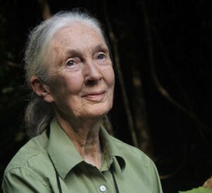 Jane Goodall, wearing a green shirt, gazes thoughtfully upward in a forest setting, symbolizing her lifelong dedication to wildlife and conservation.