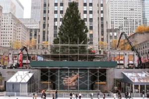The 2025 Rockefeller Center Christmas Tree being installed at Rockefeller Plaza, surrounded by scaffolding and cranes, with workers preparing the 75-foot Norway spruce from East Greenbush, NY