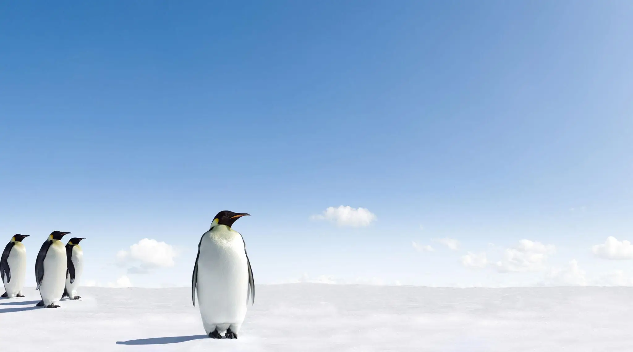 A small group of emperor penguins standing on a wide, empty expanse of snow under a clear blue sky, with one penguin positioned apart in the foreground